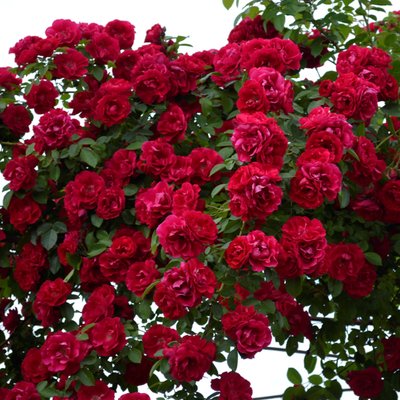 Троянда плетиста червона Фламентанц, 1-річні саджанці 10127 фото