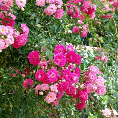 Троянда плетиста рожева Ексцельза (Excelsa), ЗКС в горщиках 0.8 л 00240-0,8 фото