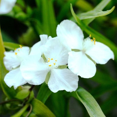 Традесканция садовая белая, ЗКС в горшках 1.0 л 115635 фото