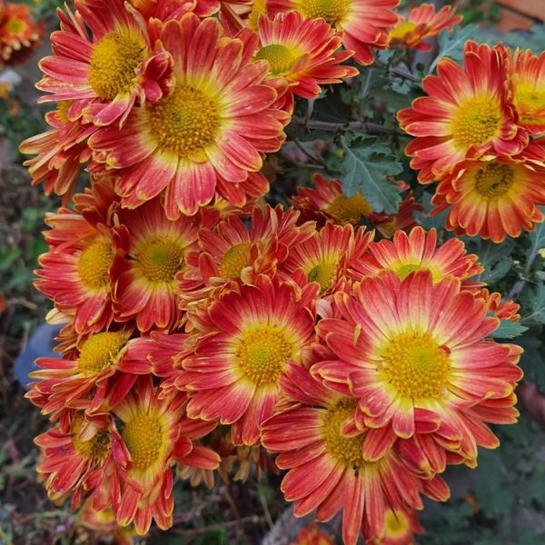 Хризантема Золотая осень, ЗКС в горшках 1.0 л 10218 фото