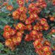 Хризантема Золота осінь, ЗКС в горщиках 1.0 л 10218 фото 1