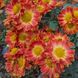 Хризантема Золота осінь, ЗКС в горщиках 1.0 л 10218 фото 2