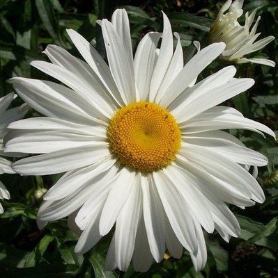 Ромашка біла великоквіткова 10190 фото