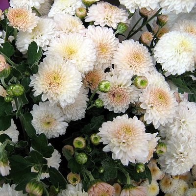 Хризантема дрібноквіткова, біла 10215 фото